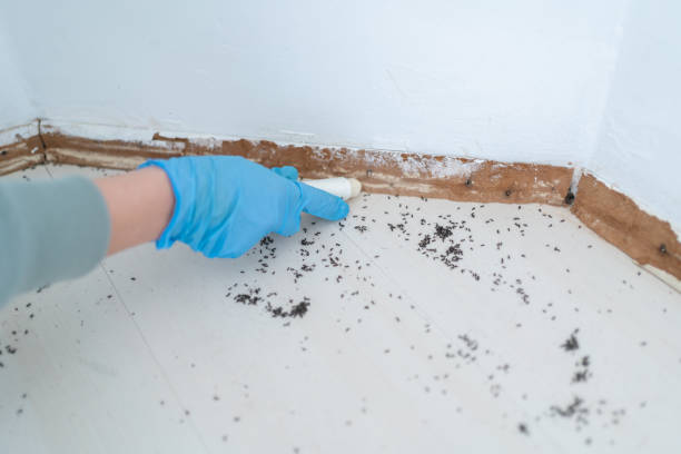 Best Commercial Pest Control Services  in Blue Ridge, AL